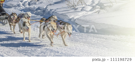 Traditional Kamchatka Dog Sledge Race Traditional Kamchatka Dog Sledge Race 111198729