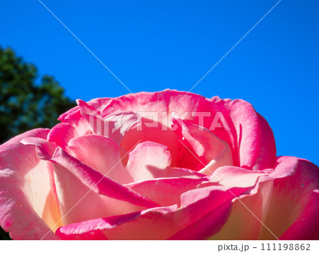 青空に映える赤色と白色の薔薇の花 111198862