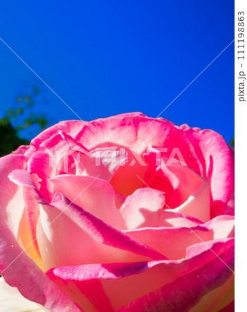青空に映える赤色と白色の薔薇の花 111198863