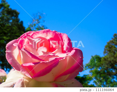 青空に映える赤色と白色の薔薇の花 111198864