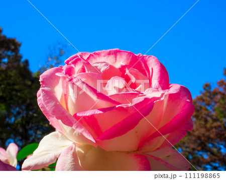 青空に映える赤色と白色の薔薇の花 111198865