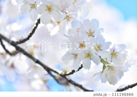 日本の春 満開の桜 111198866