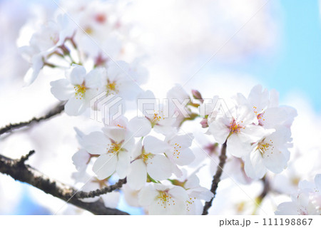 日本の春 満開の桜 111198867