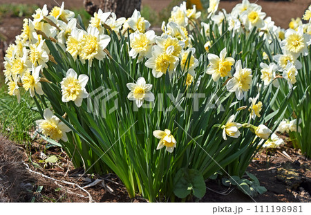 タイハイスイセン(大杯水仙) タイハイスイセン(大杯水仙) 111198981