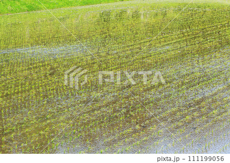 田植えが終わった水田 111199056