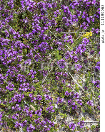 Pink Beauty flowering Heather, Erica , Calluna vulgaris Pink Beauty flowering Heather, Erica , Calluna vulgaris 111199068