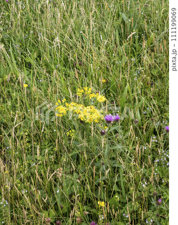 Yellow blooming flower called Ragwort in Ireland Yellow blooming flower called Ragwort in Ireland 111199069