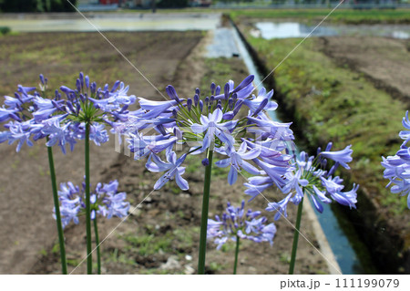アガパンサス 111199079