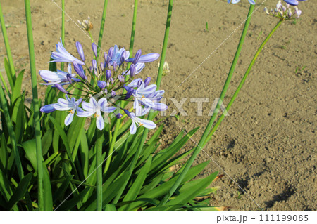 アガパンサス アガパンサス 111199085