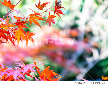 秋の景色 色とりどりの美しい紅葉 秋の景色 色とりどりの美しい紅葉 111199374