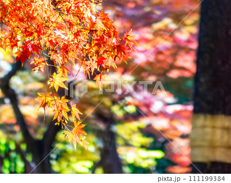 秋の景色　色とりどりの美しい紅葉 111199384