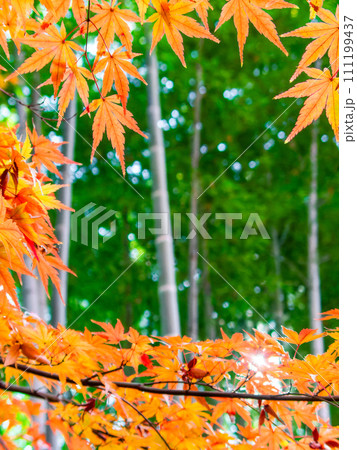 秋の景色　色とりどりの美しい紅葉と竹林 111199437