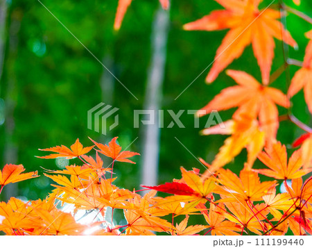 秋の景色　色とりどりの美しい紅葉と竹林 111199440