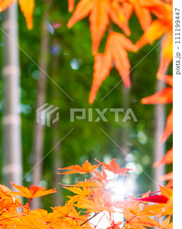 秋の景色　色とりどりの美しい紅葉と竹林 111199447