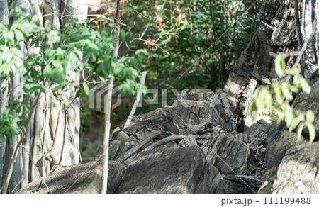 Kerodon Rupestris Resting on Rocks in Chapada Diamantina 111199488