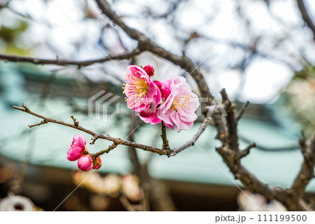 梅の季節　布多天神社（東京都調布市） 111199500