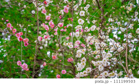 梅の季節　布多天神社（東京都調布市） 111199503