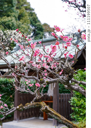 梅の季節　布多天神社（東京都調布市） 111199507