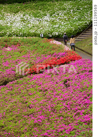 ツツジ満開のあつぎつつじの丘公園 ツツジ満開のあつぎつつじの丘公園 111199569