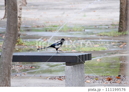 セントラルパーク セントラル・パーク 中央公園 111199576