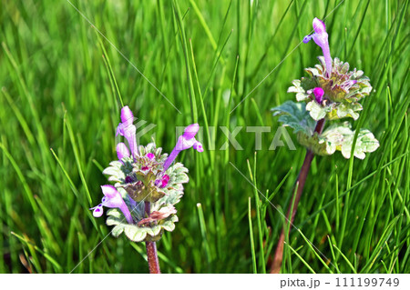 ホトケノザ（仏の座） 111199749