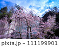 桜咲く大谷公園 111199901