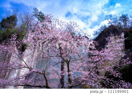桜咲く大谷公園 桜咲く大谷公園 111199901