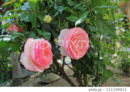 ピンクのバラ（ピエールドゥロンサール） 111199912