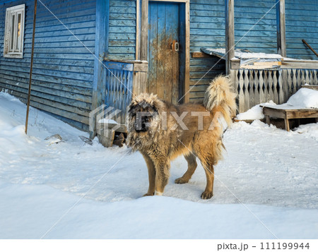 Countryside house view with dog, standing near in winter. Countryside house view with dog, standing near in winter. 111199944