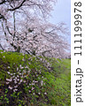 金崎桜堤 雨の桜 111199978
