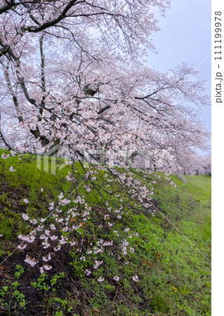 金崎桜堤 雨の桜 111199978
