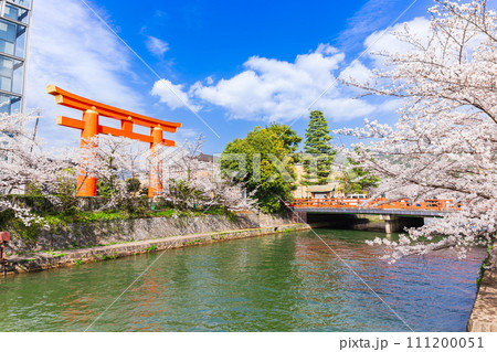 春の京都　疏水と平安神宮の大鳥居 111200051