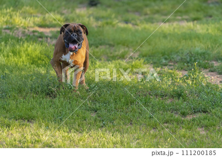 Focused Fetch in the Field 111200185