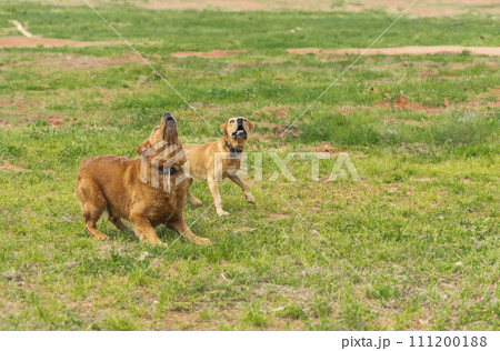 Duet of Barks in the Field 111200188