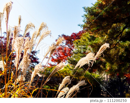 晩秋の陽に輝く美しいススキの花穂 111200250