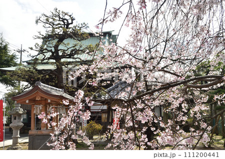 スナップフォト:満開の桜1 真間山弘法寺 スナップフォト:満開の桜1 真間山弘法寺 111200441