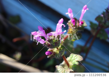 冬の野原に咲くピンク色のホトケノザの花 111200536
