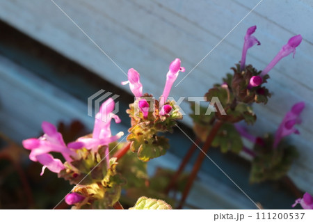 冬の野原に咲くピンク色のホトケノザの花 111200537