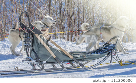 Traditional wood sled with blue blanket is ready to be harnessed with dogs 111200600