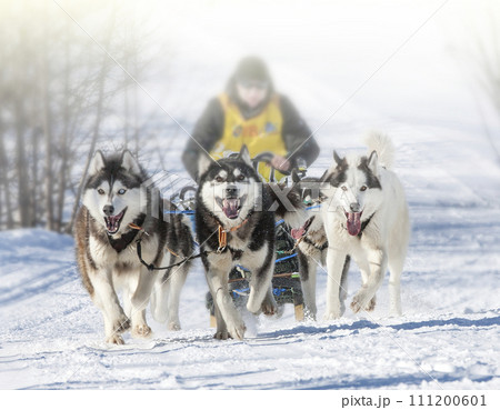 Traditional Kamchatka Dog Sledge Race Elizovsky sprint 111200601