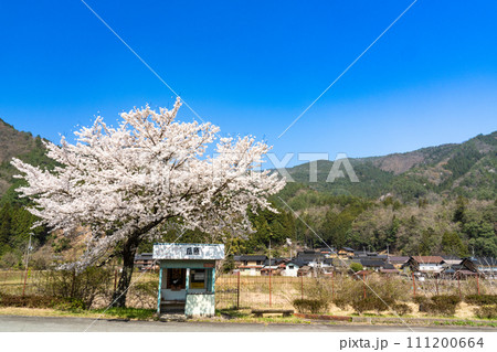 【重要伝統的建造物群保存地区】大屋町大杉　レトロなバス停とソメイヨシノと集落1　兵庫県養父市 111200664