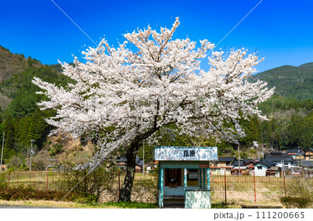 【重要伝統的建造物群保存地区】大屋町大杉　レトロなバス停とソメイヨシノと集落2　兵庫県養父市 111200665