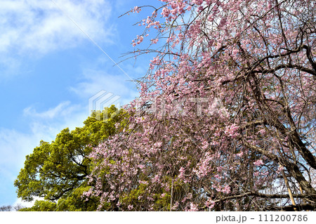 スナップフォト：満開の桜9　真間山弘法寺 111200786