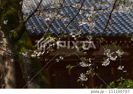 スナップフォト：満開の桜10　真間山弘法寺 111200787