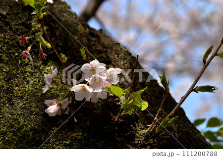 スナップフォト:満開の桜11 真間山弘法寺 スナップフォト:満開の桜11 真間山弘法寺 111200788