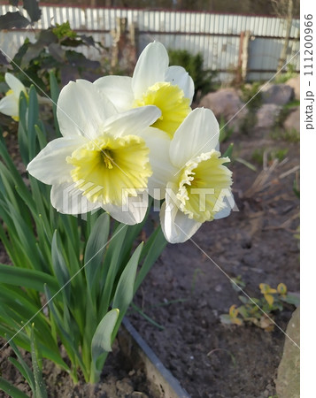 White with yellow flowers of daffodils, a bush of daffodils against a background of green leaves in the garden 111200966