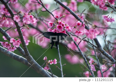 満開の桜の蜜を吸う蝶 111201115