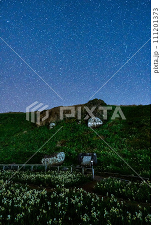 爪木崎公園の水仙と冬の星空 111201373