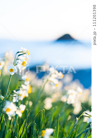 水仙の咲く爪木崎の朝 水仙の咲く爪木崎の朝 111201398