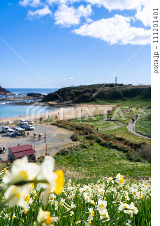 下田ブルーと水仙の咲く爪木崎 111201401